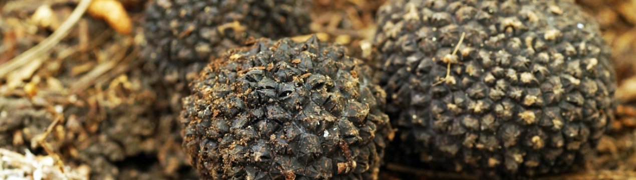 Літній трюфель