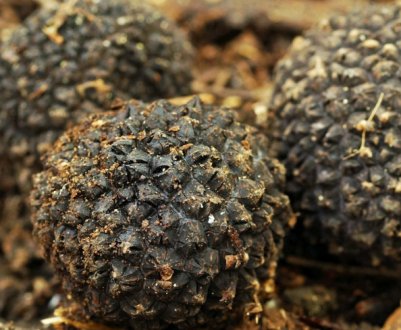 Літній трюфель