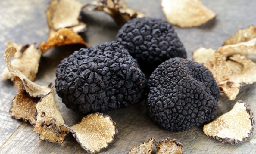 Корисні властивості літнього трюфелю Корисні властивості літнього трюфелю