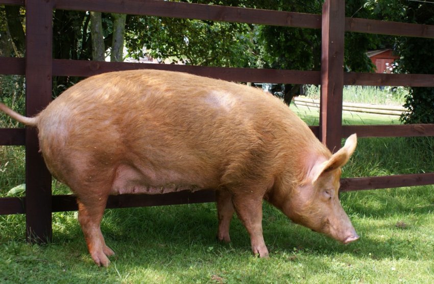 Китай закриває забійні заводи