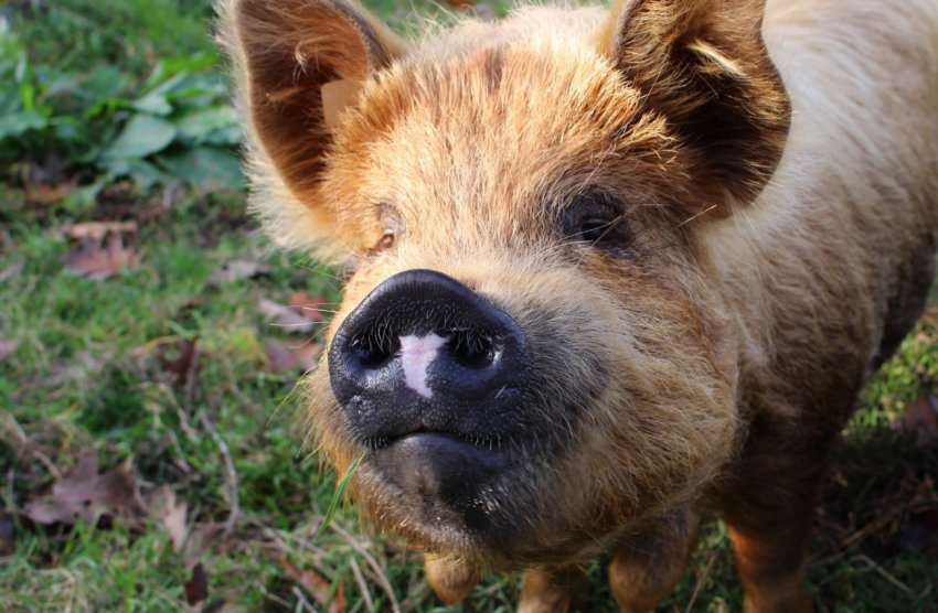 Китай закриває забійні заводи