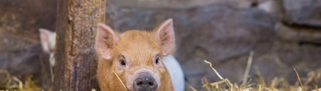 Китай закриває бойні