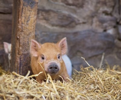 Китай закриває бойні