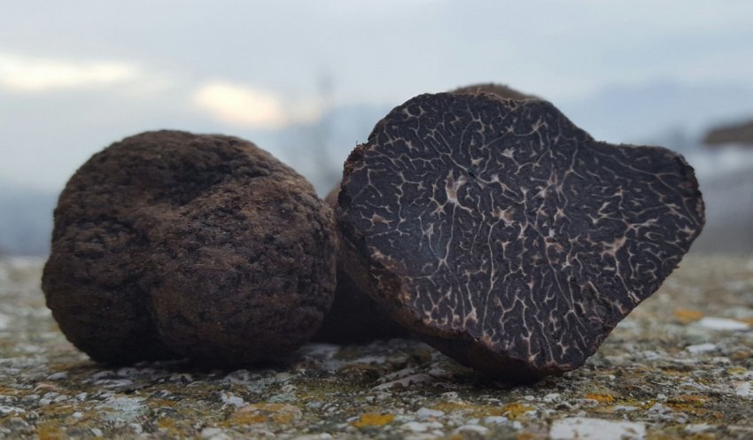 Перигорський трюфель Перигорський трюфель