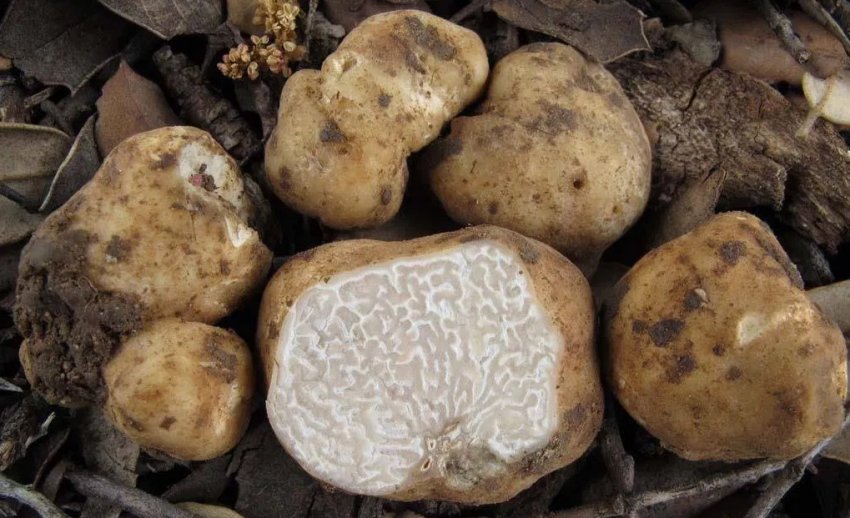 Блискучий червоний трюфель Блискучий червоний трюфель