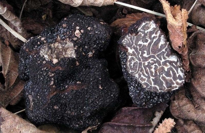 Tuber brumale Tuber brumale