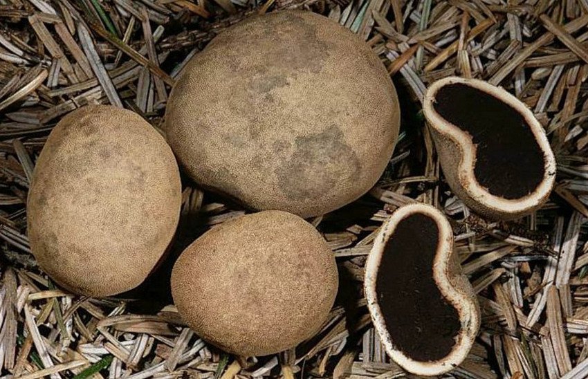 Олений трюфель Олений трюфель