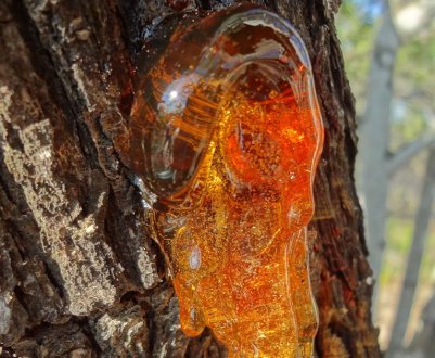 Камедь лиственницы: что это такое и как правильно применять