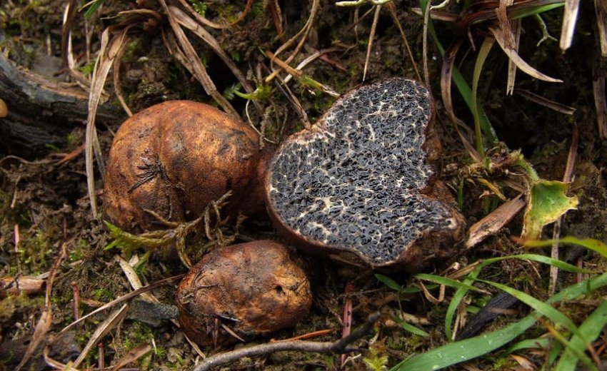 Ложный трюфель Ложный трюфель