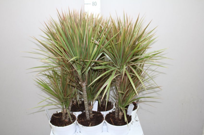 «Біколор» «Біколор»