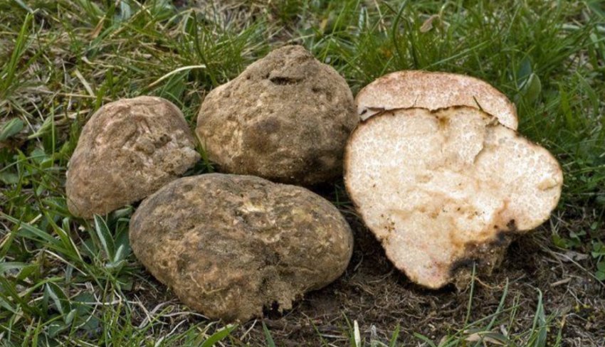 Степной трюфель Степной трюфель