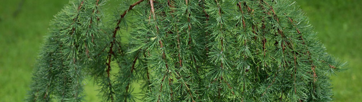 Особливості японської лиственниці Кемпфера