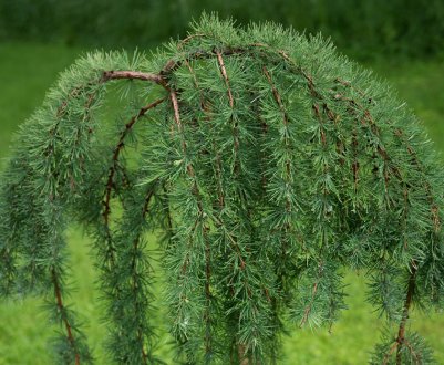 Особливості японської лиственниці Кемпфера