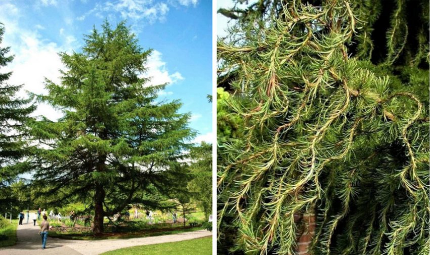 Лиственниця Кемпфера