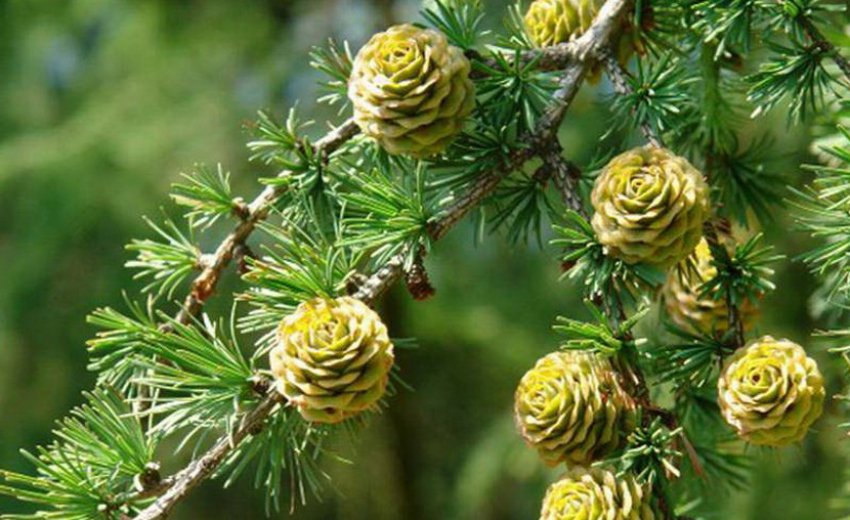 Шишки лісової сосни Кемпфера