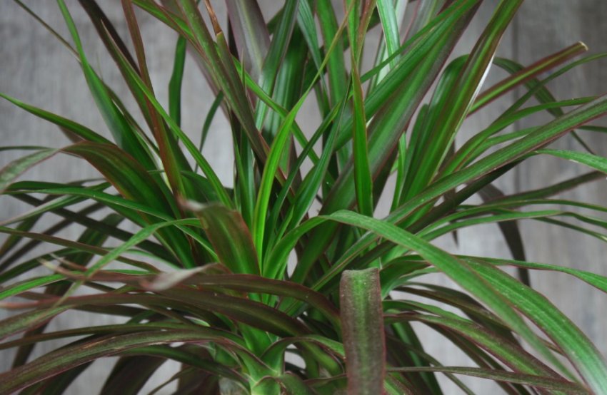 «Маджента» «Маджента»