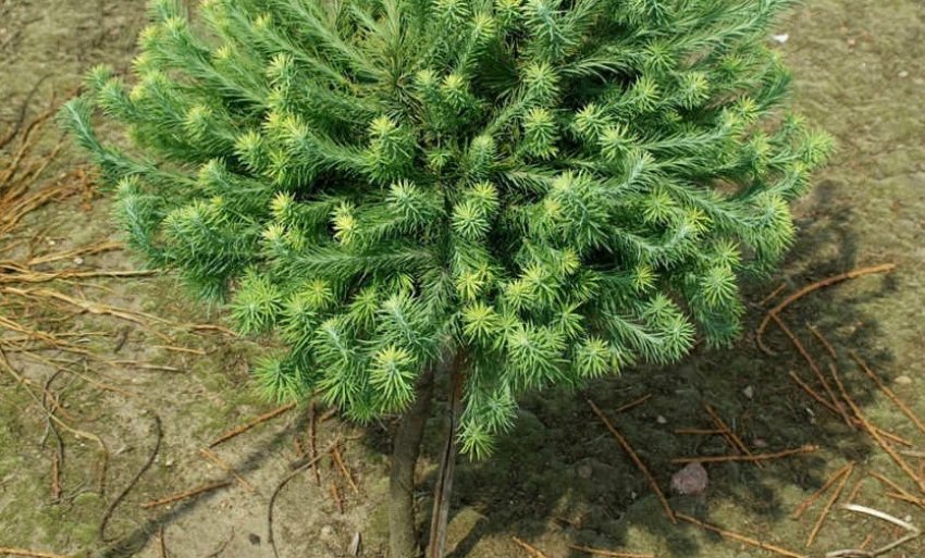 Місце для посадки лиственниці Кемпфера