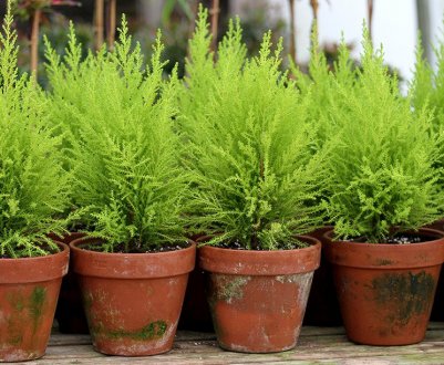 Кипарис у горщику: догляд за рослиною в домашніх умовах