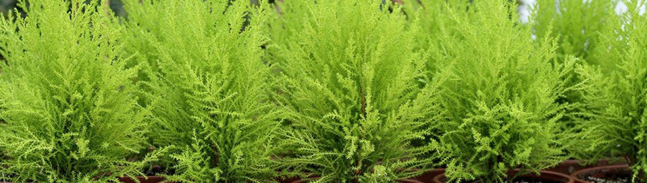 Комнатный кипарис: описание и особенности выращивания