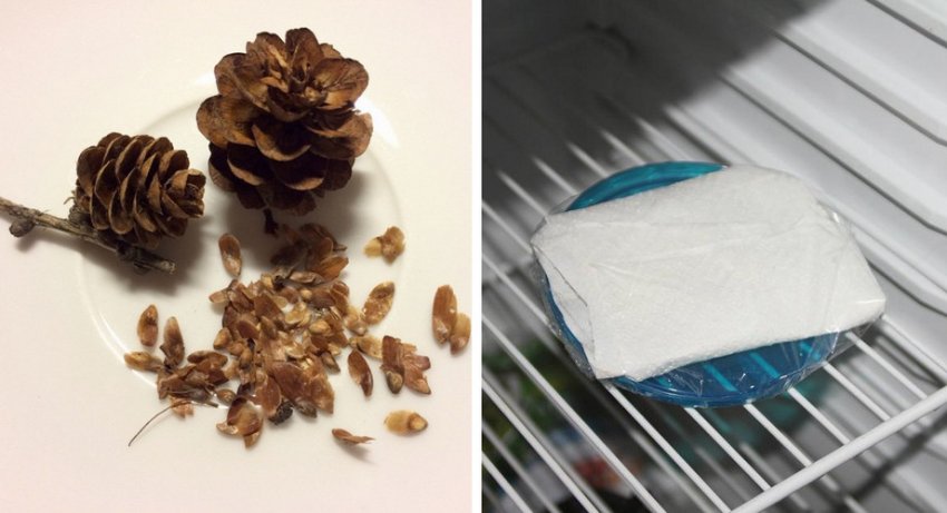 Підготовка насіння ліствениці