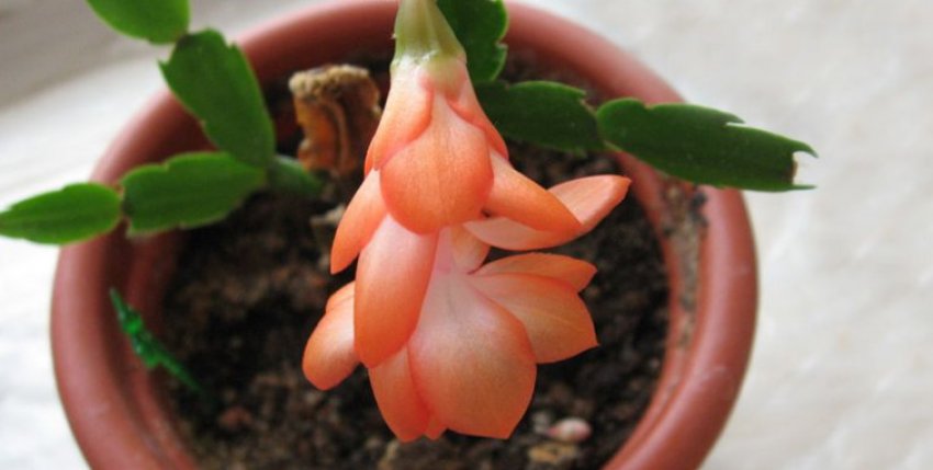 Декабрист Декабрист