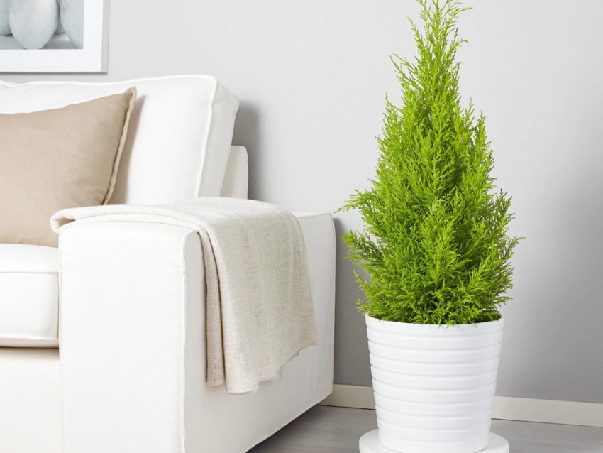 Комнатный кипарис Комнатный кипарис