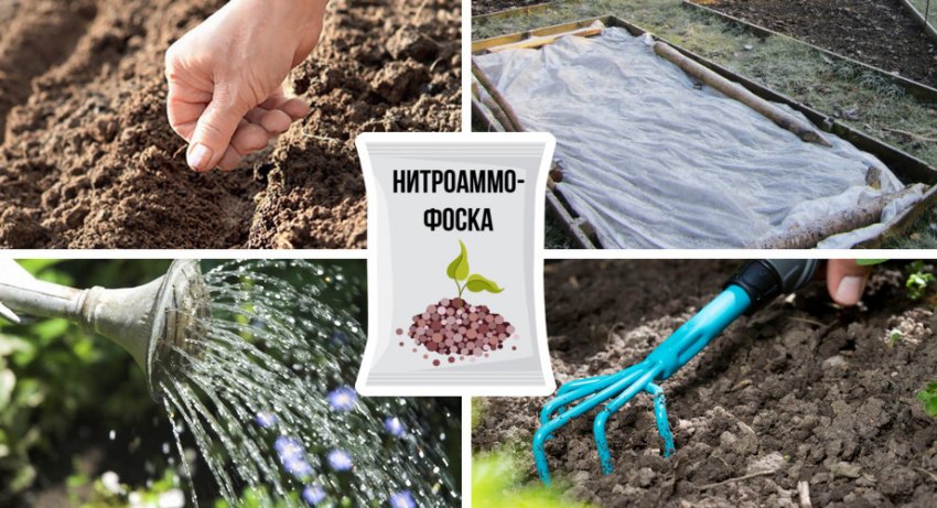 Розмноження листвениці насінням