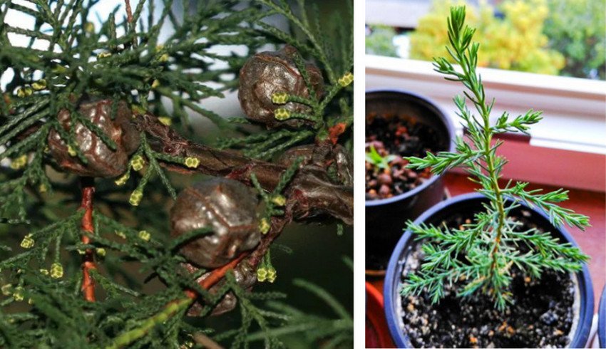 Кипарис марокканский Кипарис марокканский