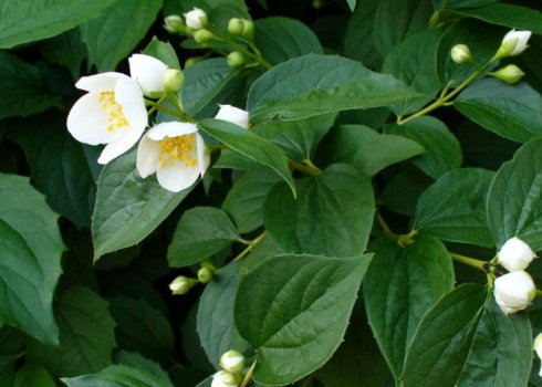 Причины скручивания листьев у жасмина и что с этим делать