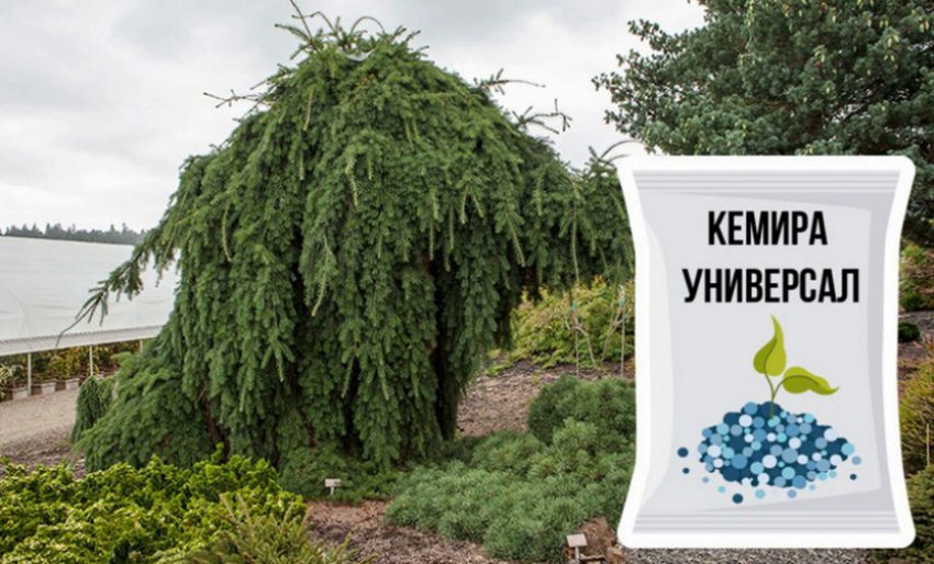 Підгодівля для лиственниці Пендули Підгодівля для лиственниці Пендули