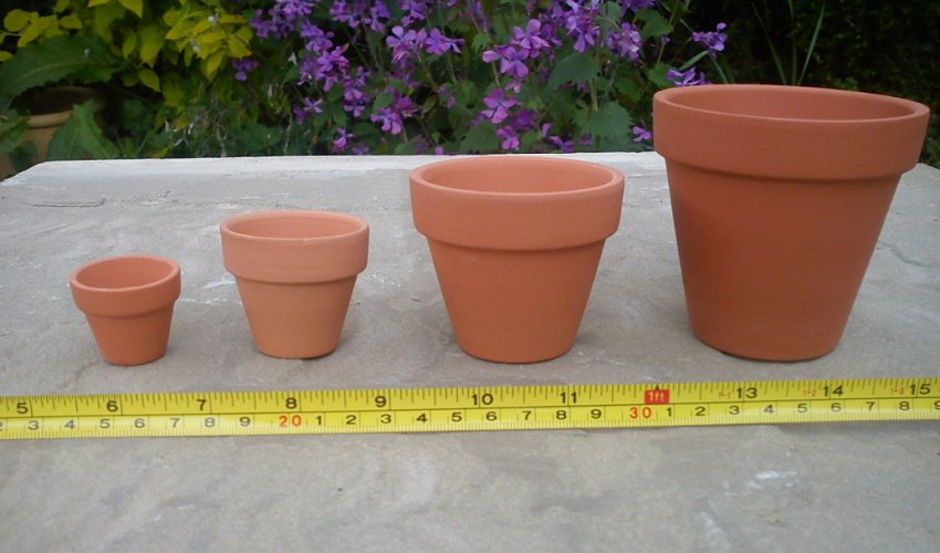 Выбор горшка для выращивания кипариса Выбор горшка для выращивания кипариса