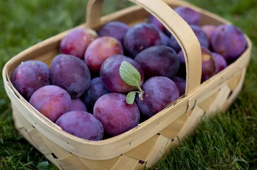 Сливи в форме сердца произвели фурор на мадридской выставке