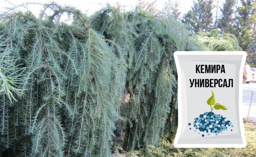 Підживлення лиственниці японської