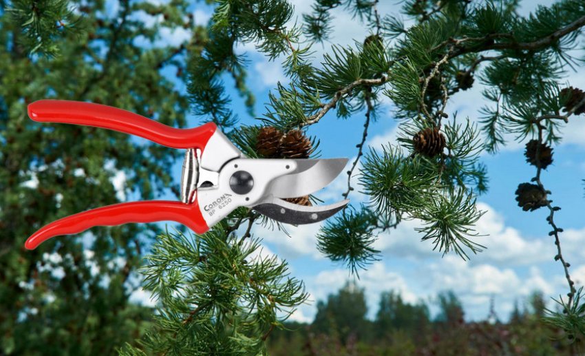 Підрізка пихти