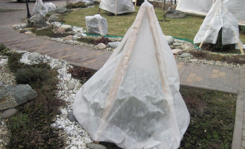 Закриття пихти зимою