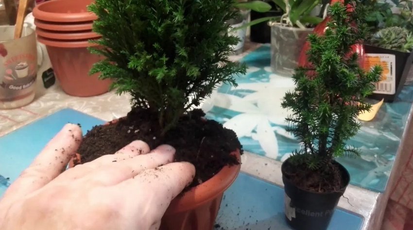 Посадка кипариса Посадка кипариса