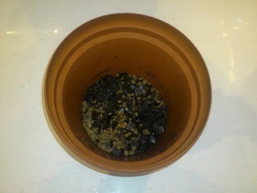 Посадка кипариса Посадка кипариса