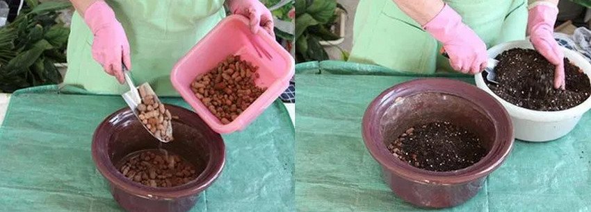 Посадка кипариса Посадка кипариса