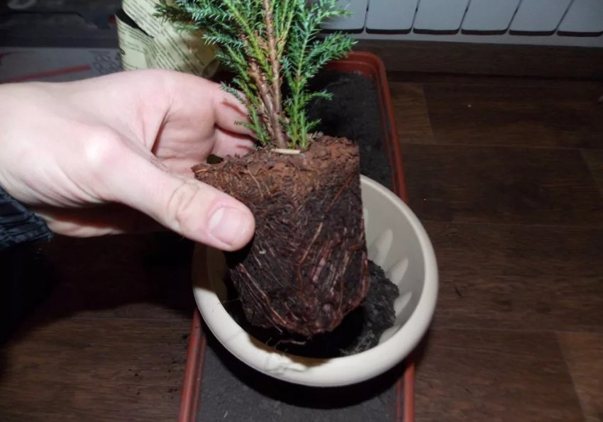 Посадка кипариса Посадка кипариса