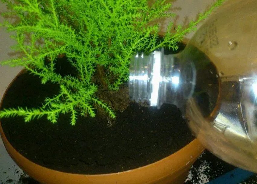 Посадка кипариса Посадка кипариса