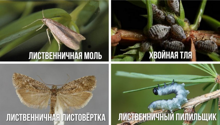 Шкідники листової Кемпфери