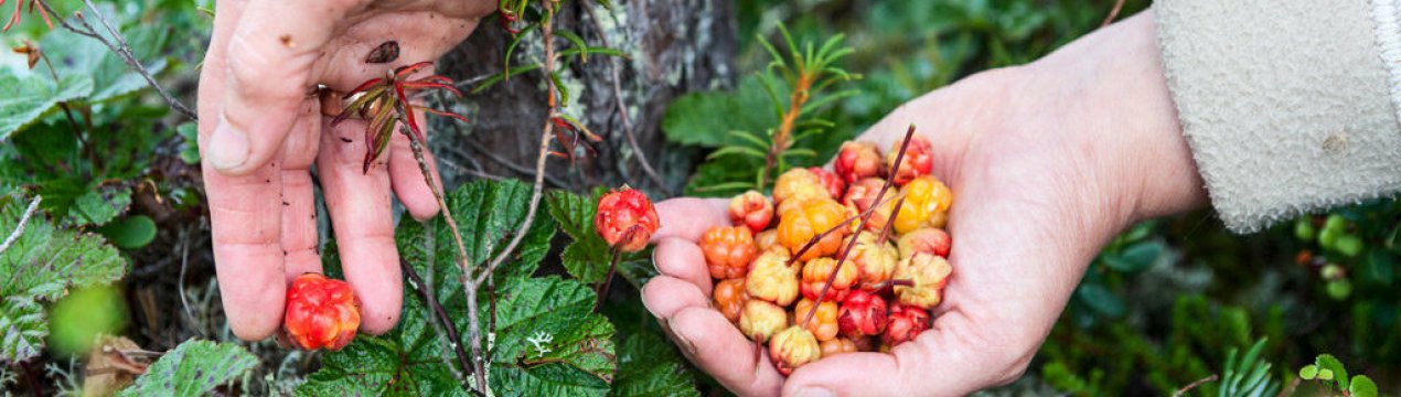 Час збору черешні у Карелії