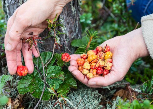 Время сбора морошки в Карелии