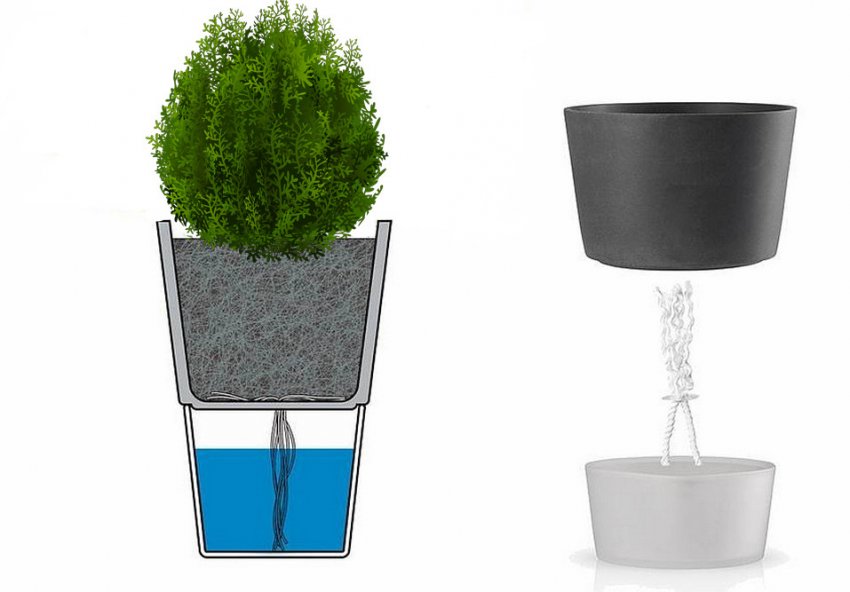 Полив кипариса Полив кипариса