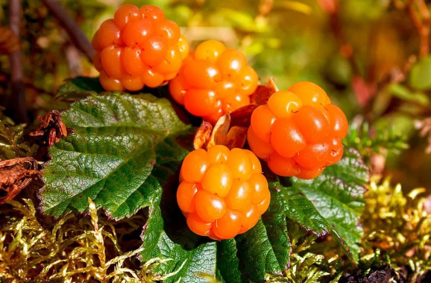 Ягоди морошки