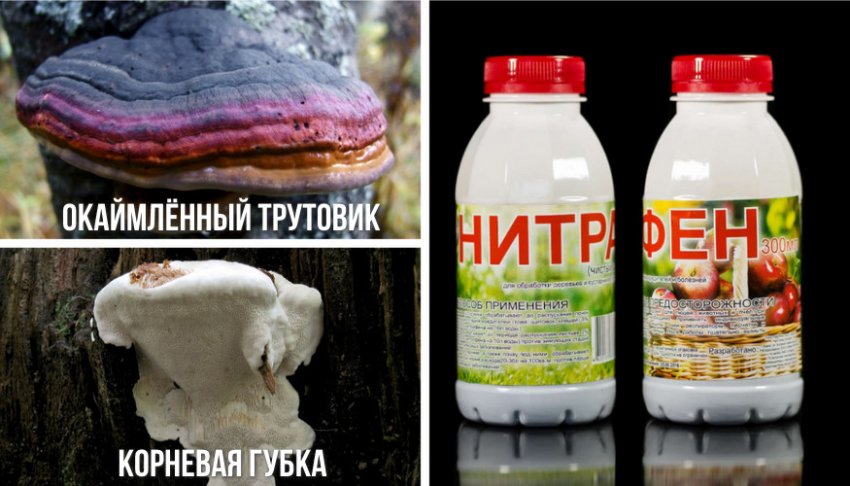 Боротьба з грибками-шкідниками