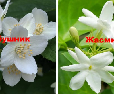 В чём разница между чубушником и жасмином