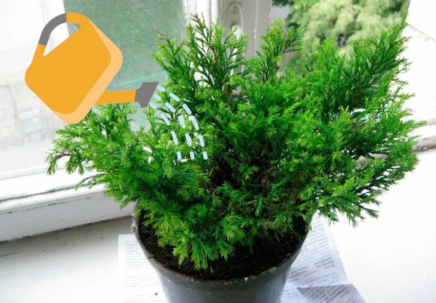 Полив кипариса Полив кипариса