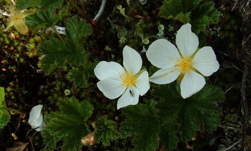 Цвітіння клюкви