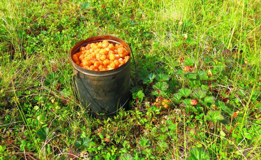 Врожай клюкви